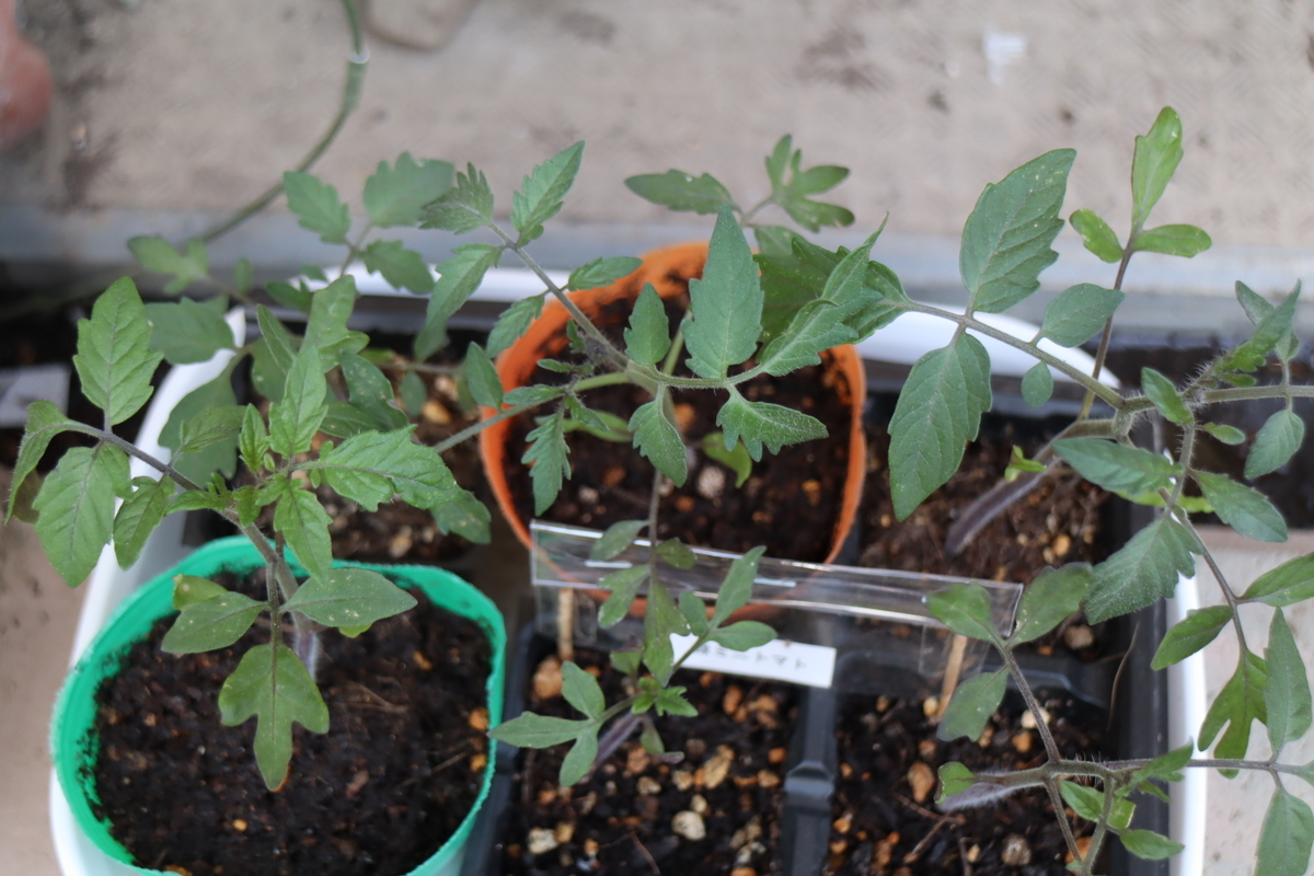 f:id:tomato_1:20210427042106j:plain