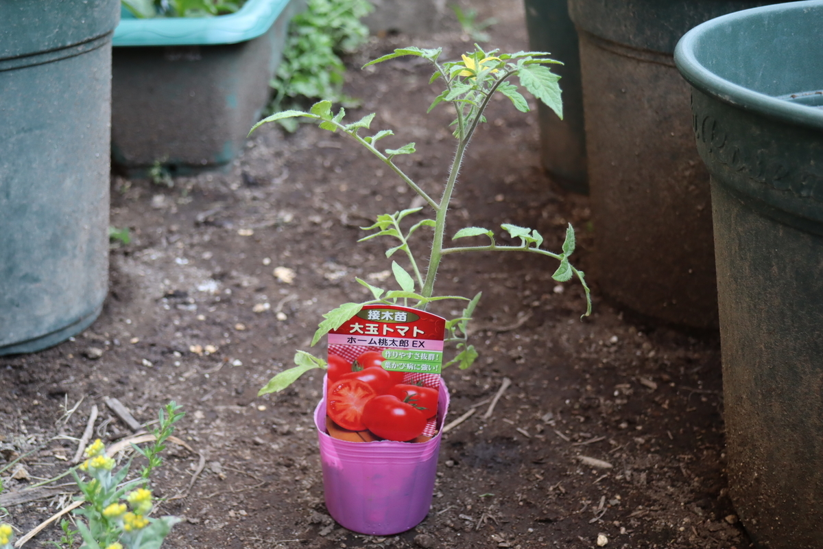 f:id:tomato_1:20210428033400j:plain