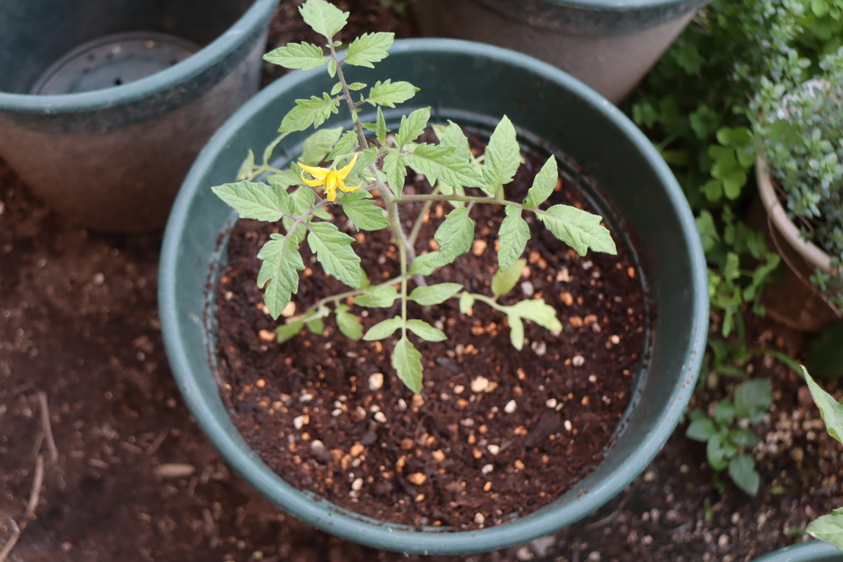 f:id:tomato_1:20210428033526j:plain
