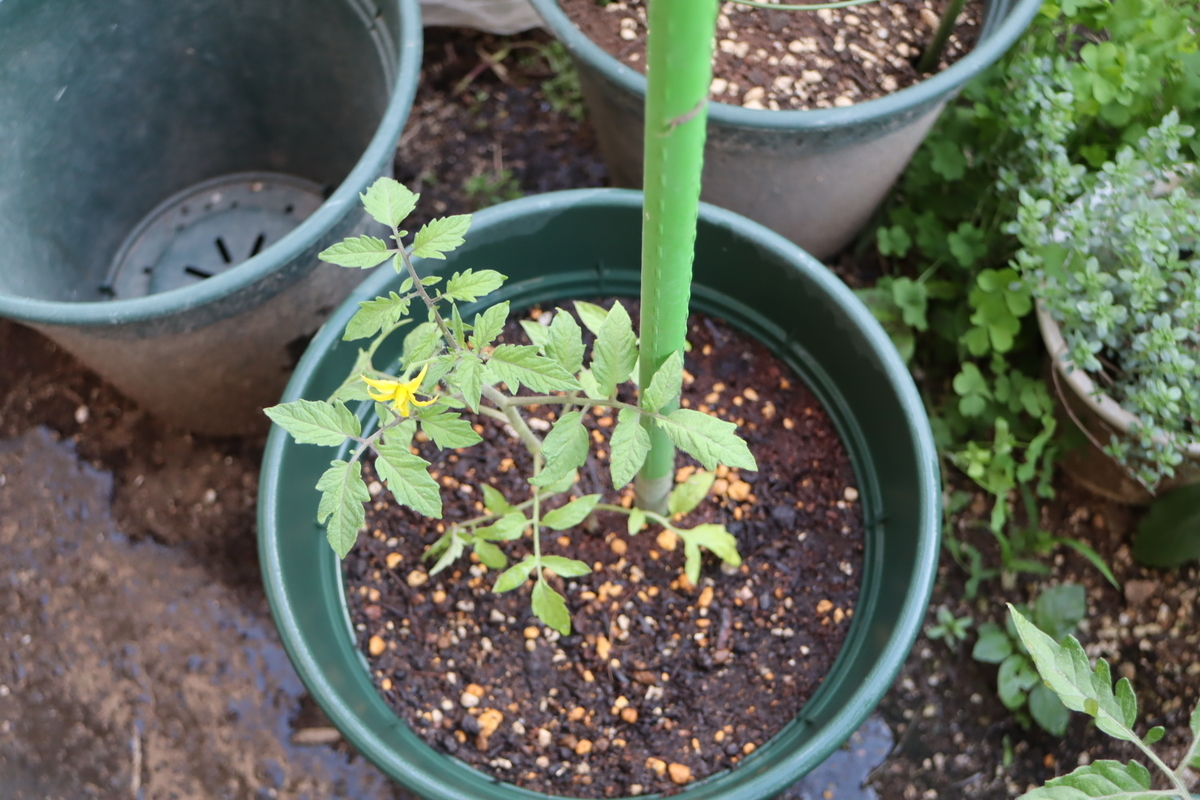 f:id:tomato_1:20210428033607j:plain