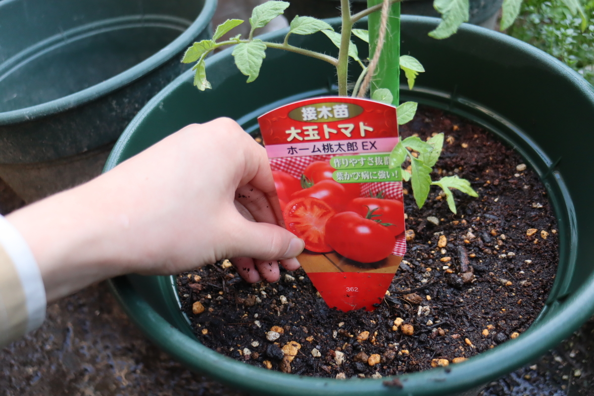 f:id:tomato_1:20210428033638j:plain