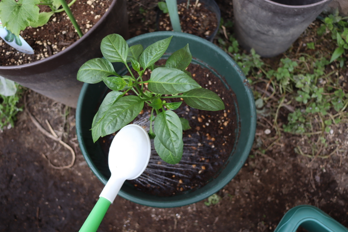 f:id:tomato_1:20210428033816j:plain