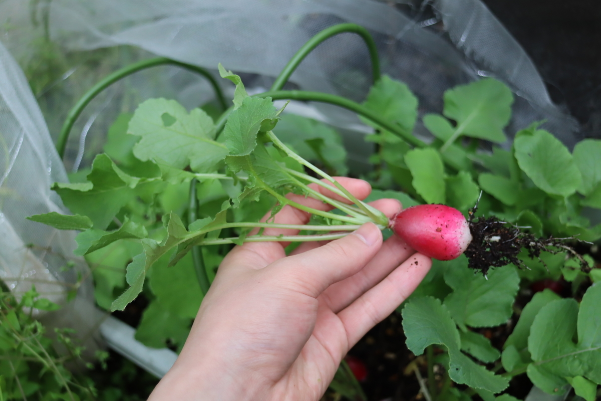 f:id:tomato_1:20210501035209j:plain