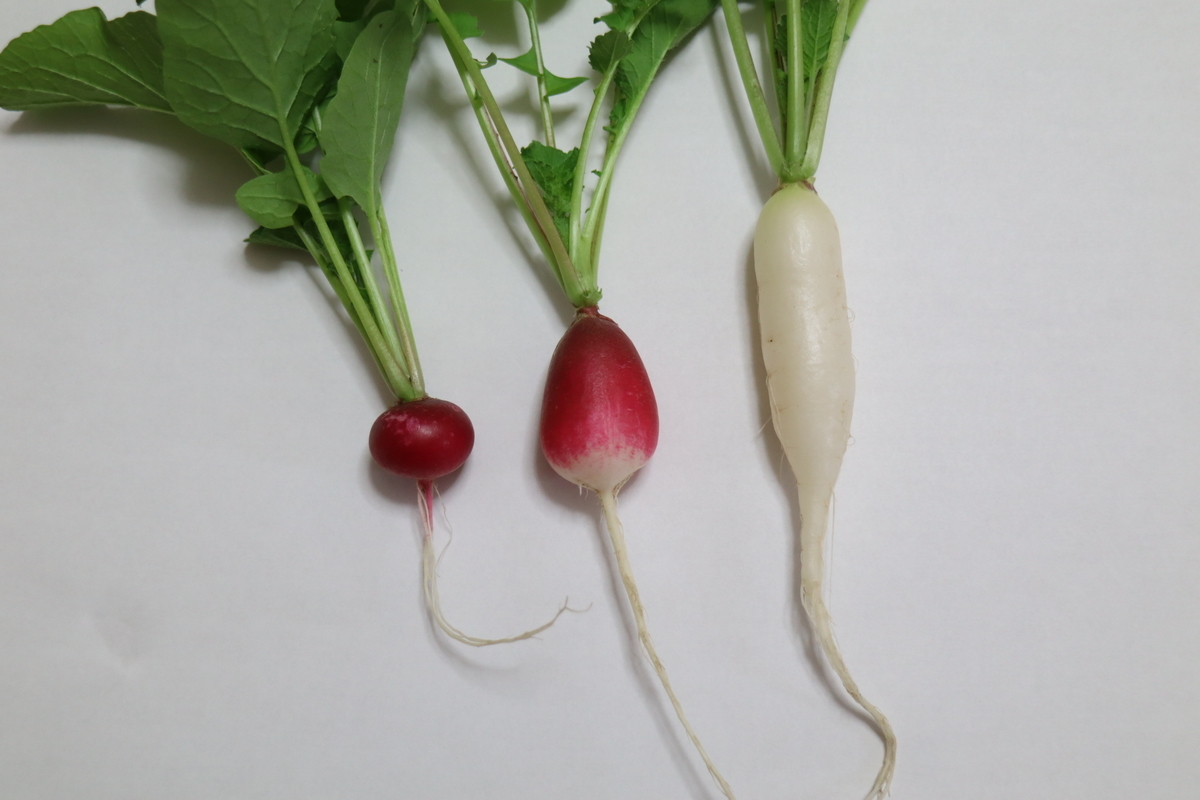 f:id:tomato_1:20210501035549j:plain
