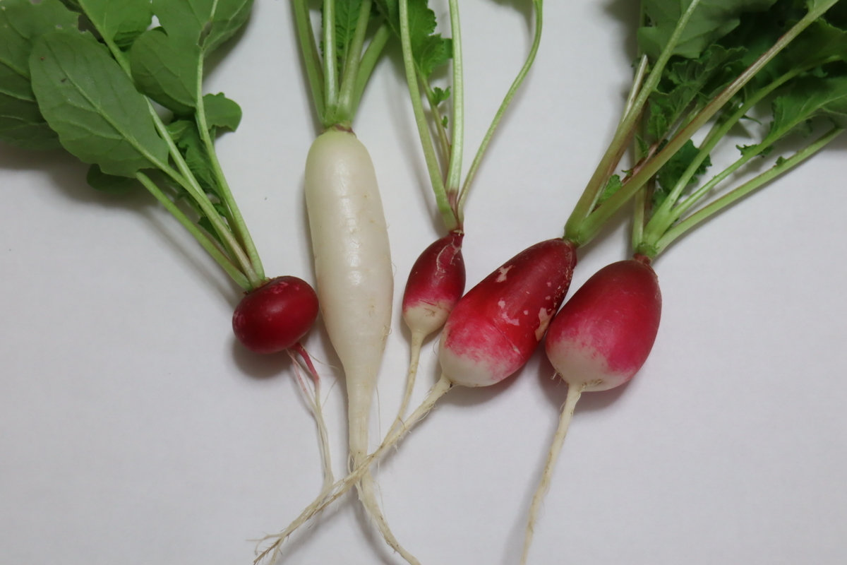 f:id:tomato_1:20210501035603j:plain