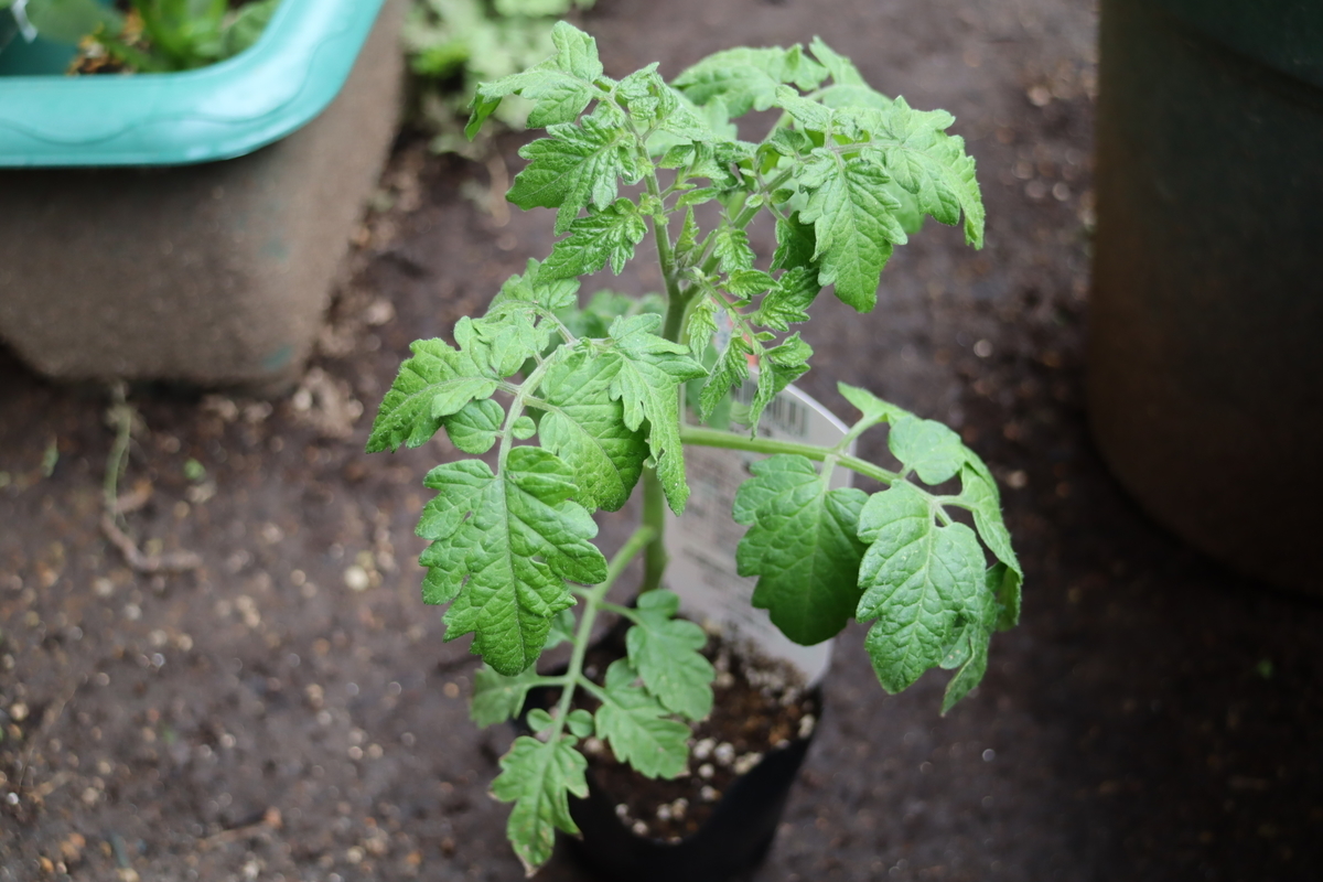 f:id:tomato_1:20210502033953j:plain