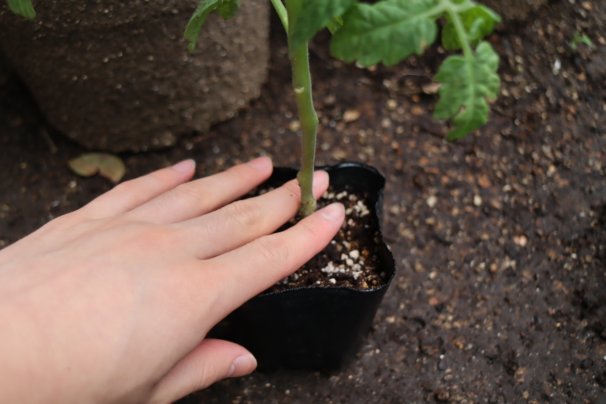 f:id:tomato_1:20210502034055j:plain