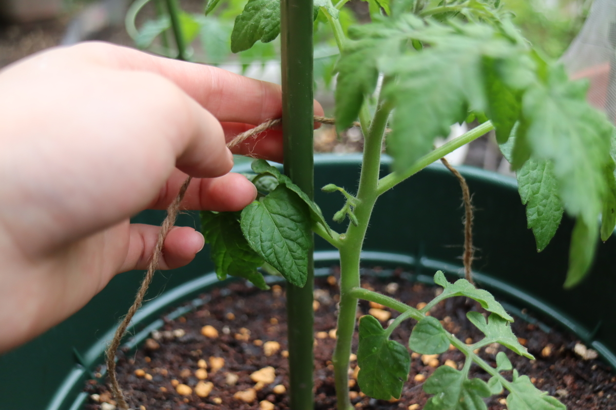 f:id:tomato_1:20210502034249j:plain