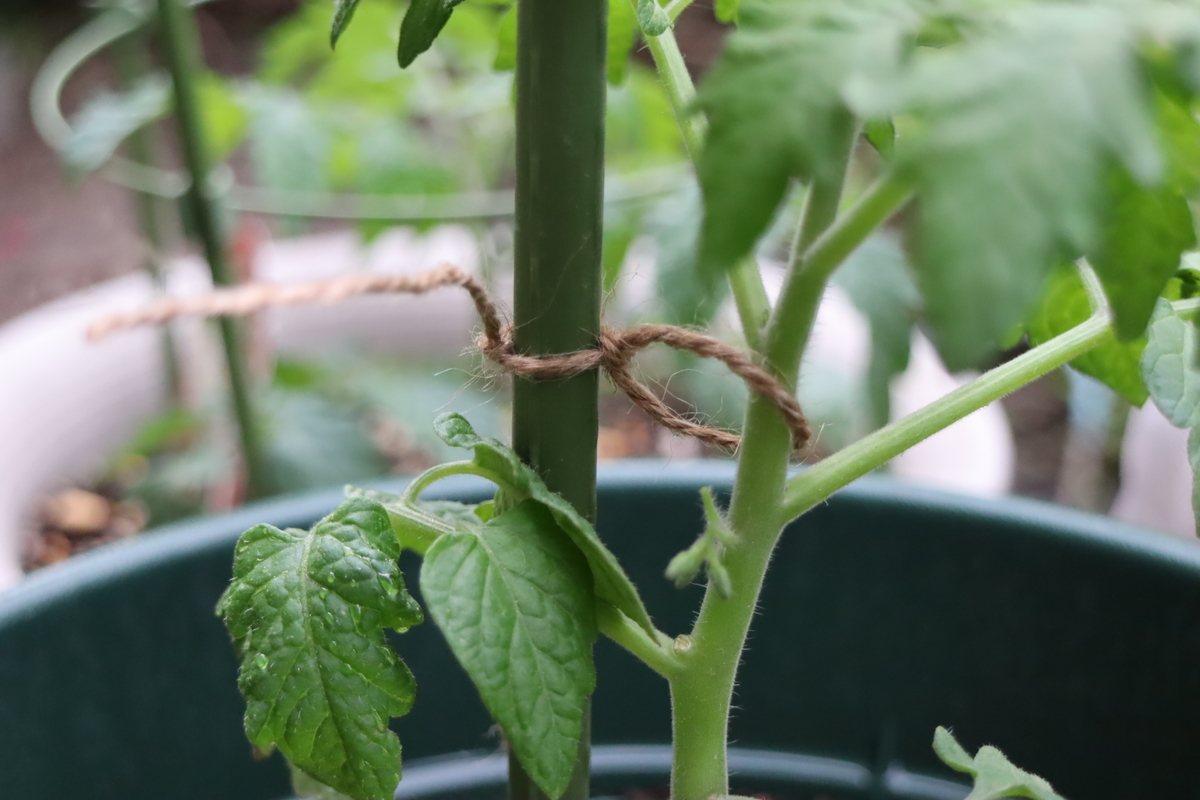 f:id:tomato_1:20210502034309j:plain