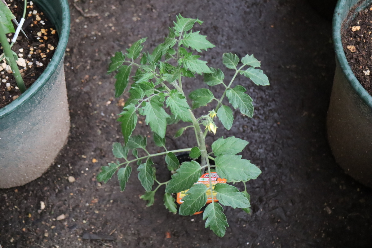 f:id:tomato_1:20210502034459j:plain
