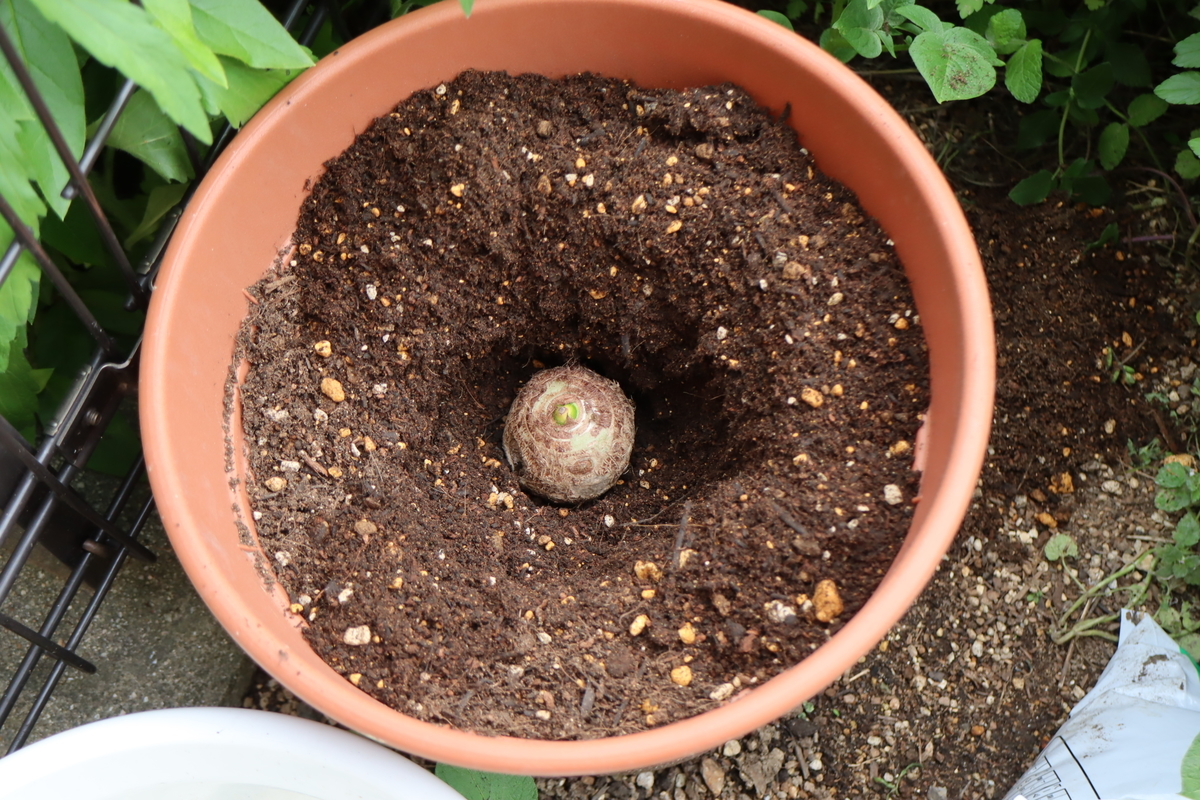 f:id:tomato_1:20210505035701j:plain