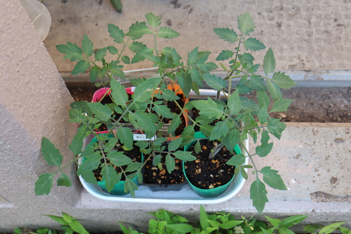 f:id:tomato_1:20210506225218j:plain