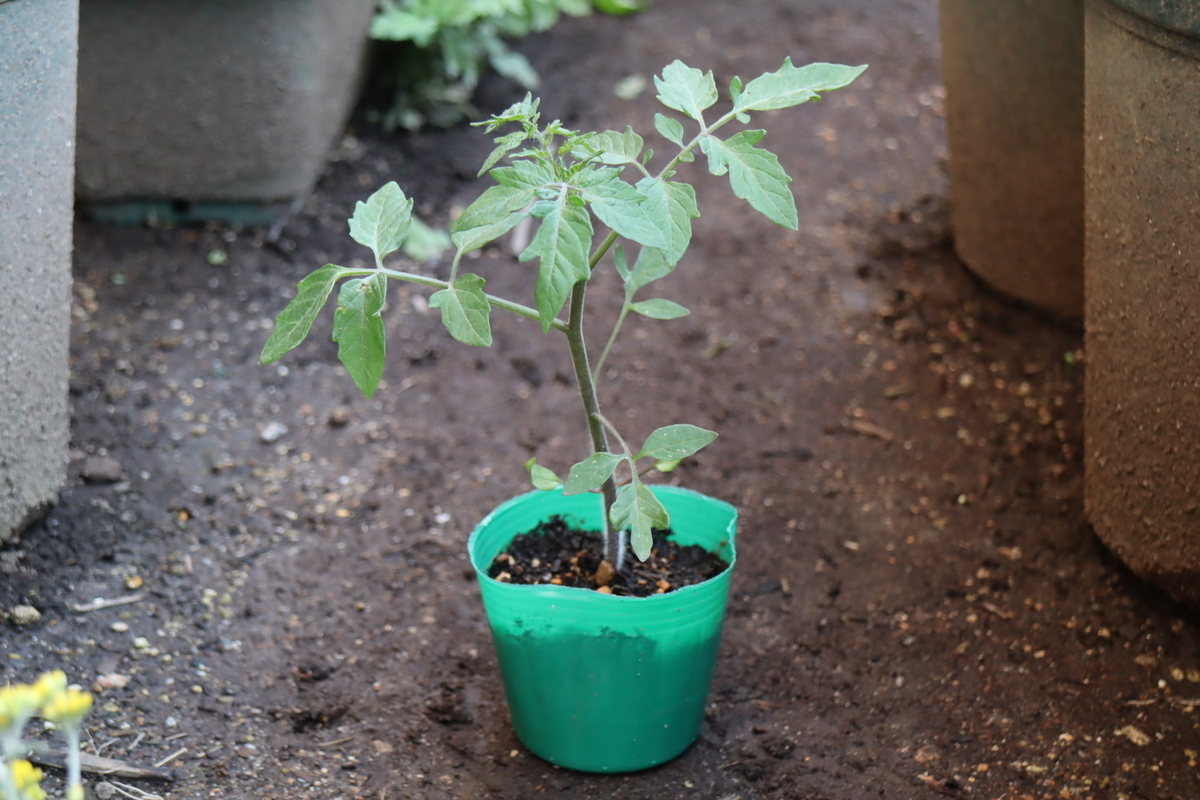 f:id:tomato_1:20210507015733j:plain
