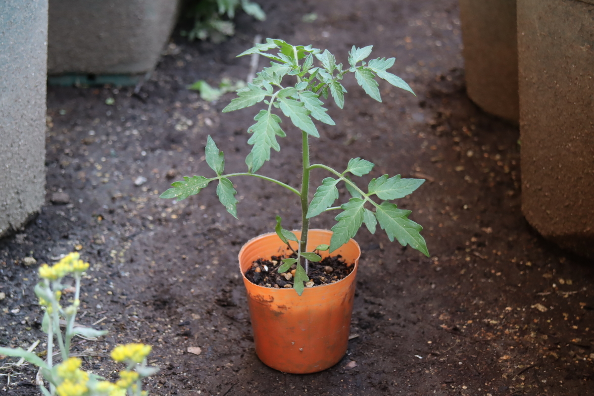f:id:tomato_1:20210507020931j:plain