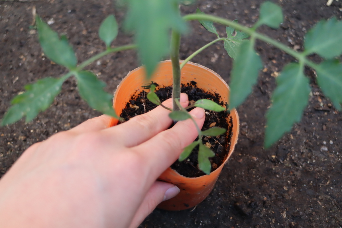 f:id:tomato_1:20210507021058j:plain