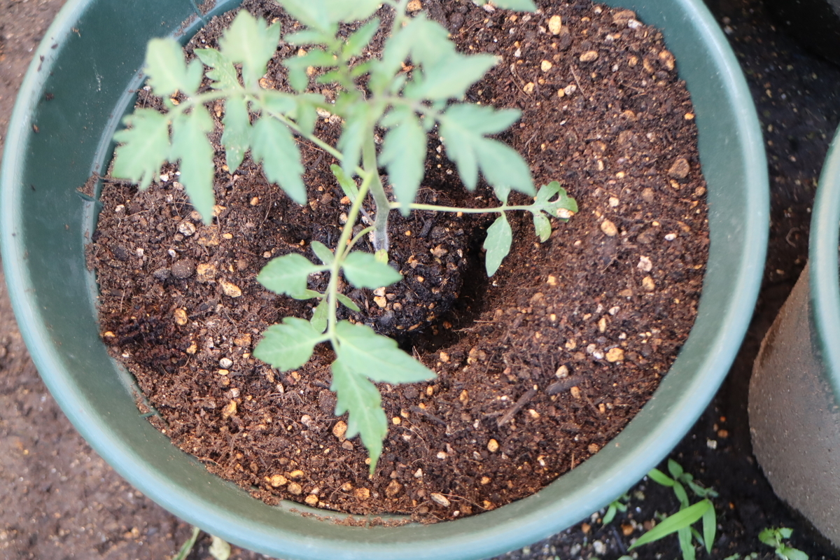 f:id:tomato_1:20210507021146j:plain