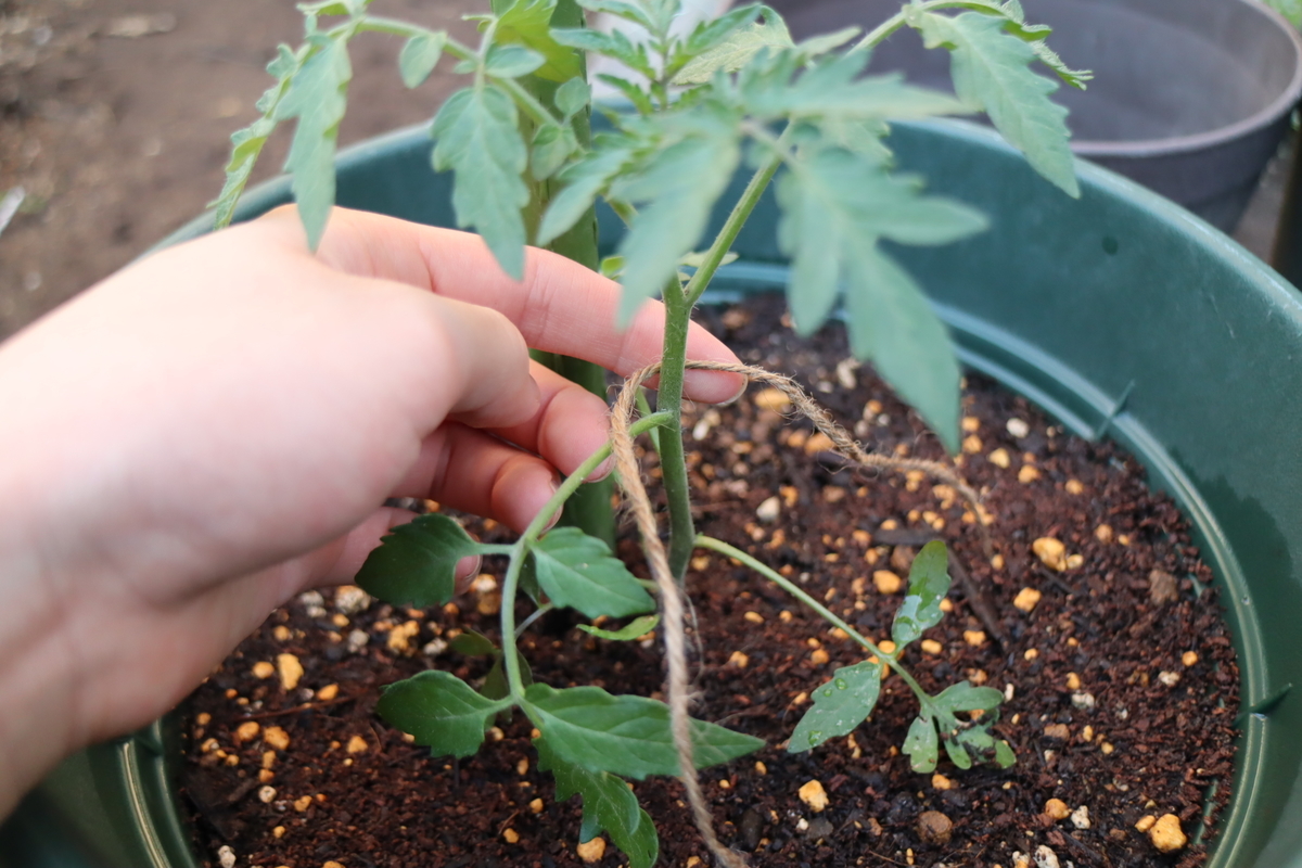 f:id:tomato_1:20210507021714j:plain