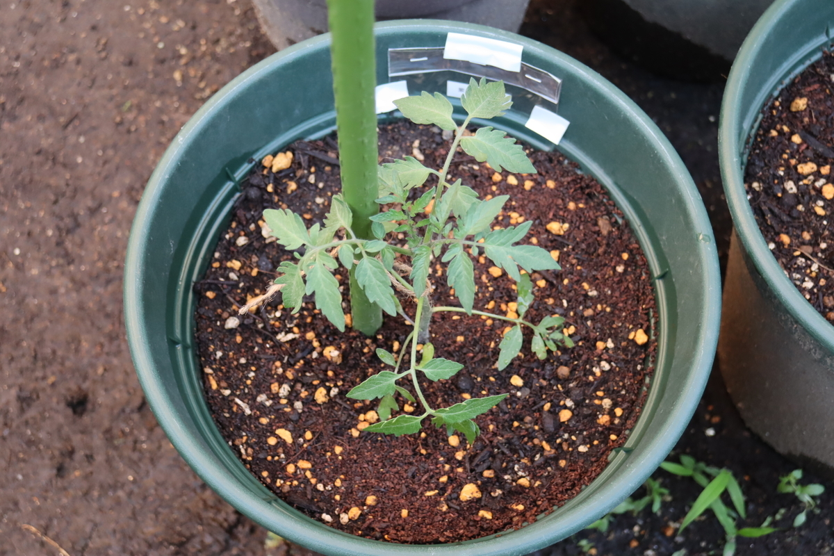 f:id:tomato_1:20210507022007j:plain