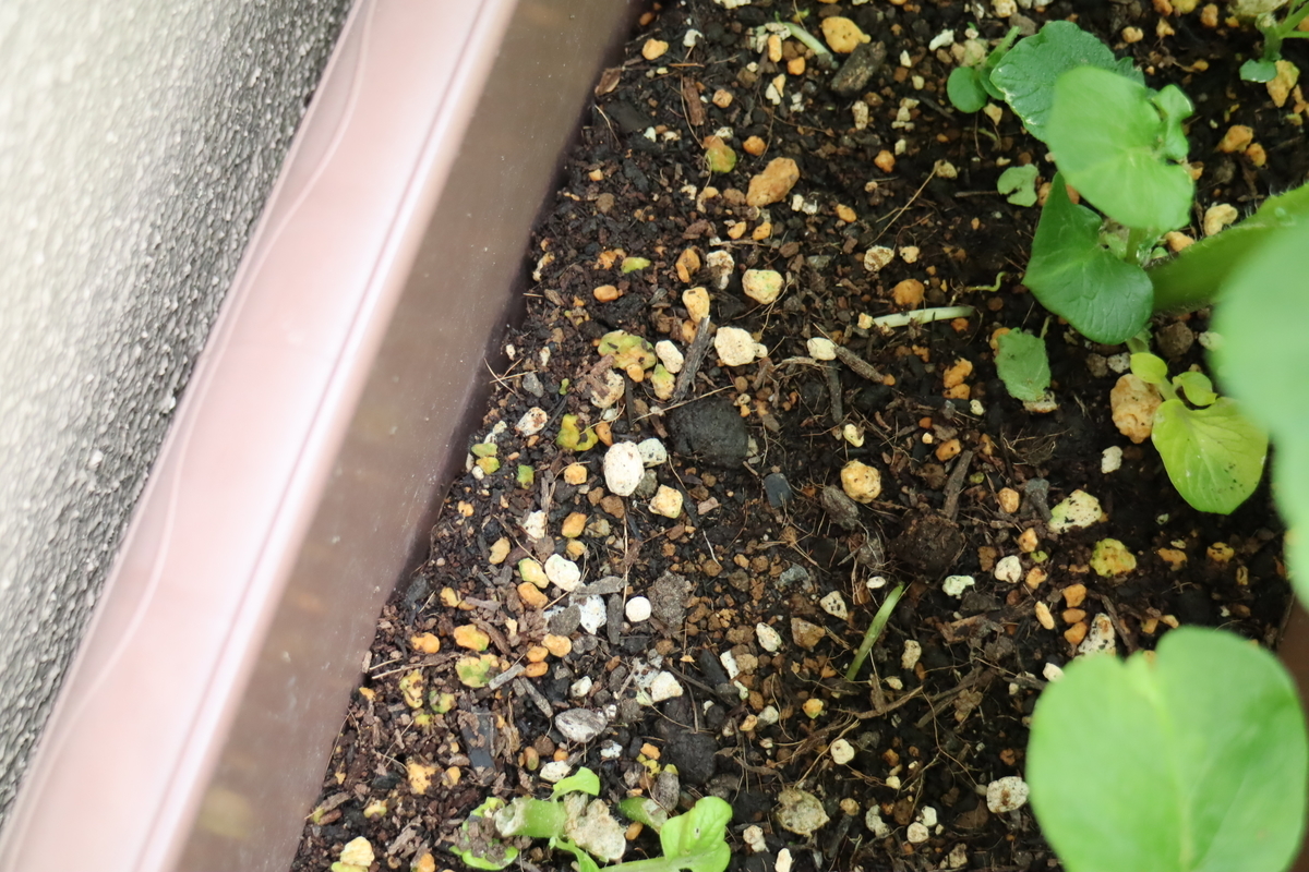f:id:tomato_1:20210509013242j:plain