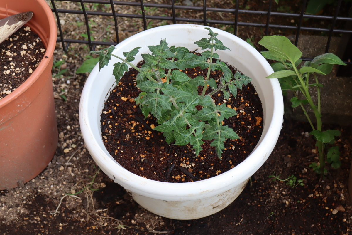 f:id:tomato_1:20210510030521j:plain