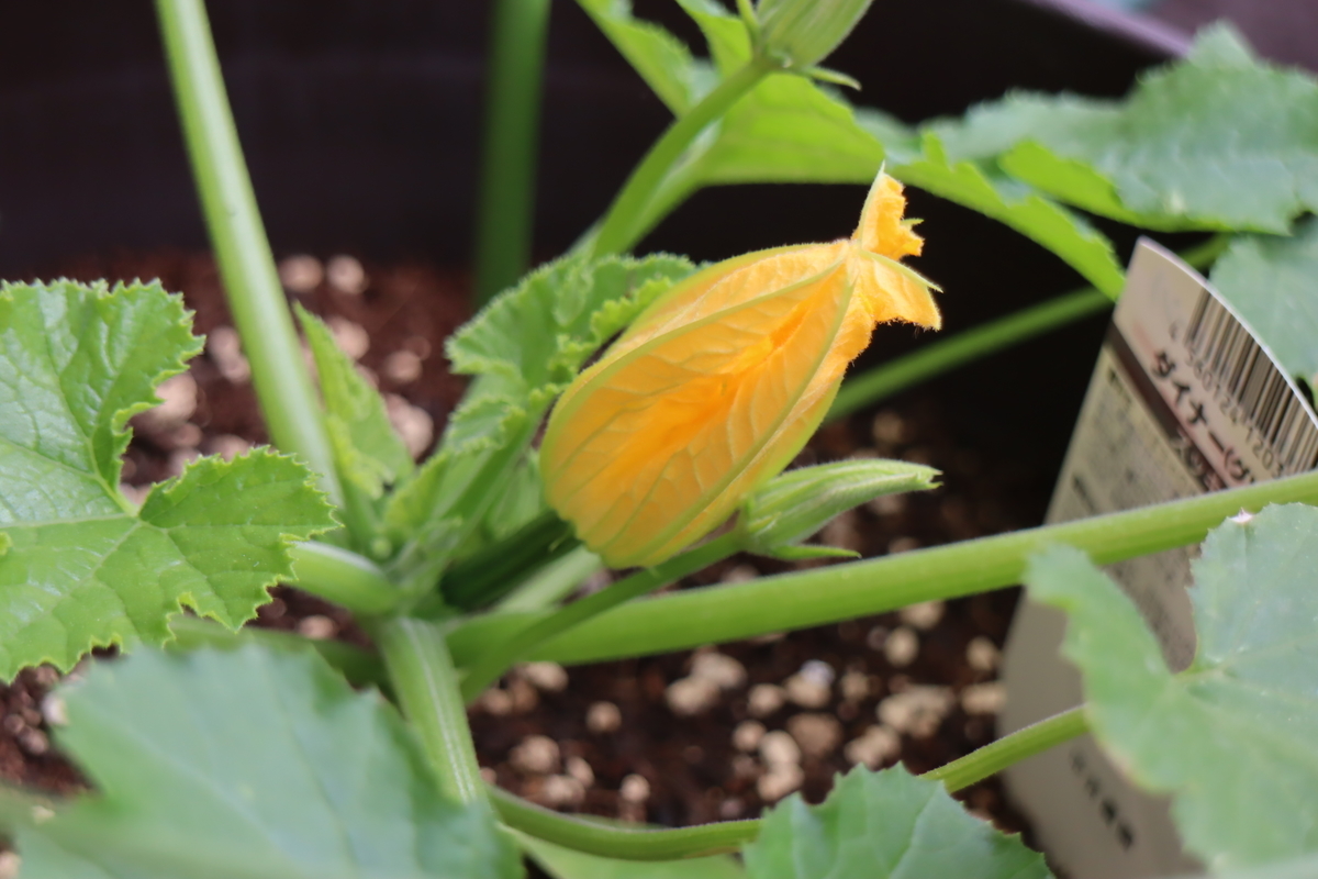 f:id:tomato_1:20210512035447j:plain
