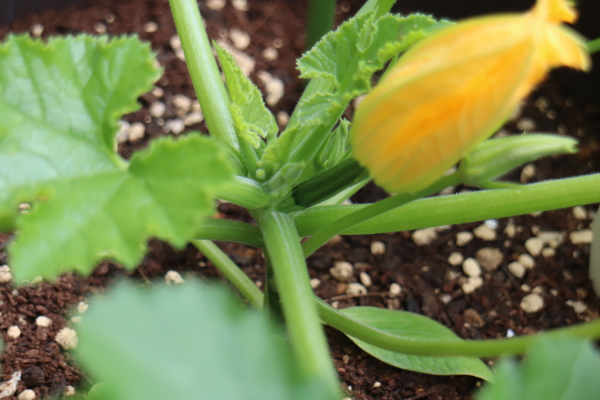f:id:tomato_1:20210512035457j:plain