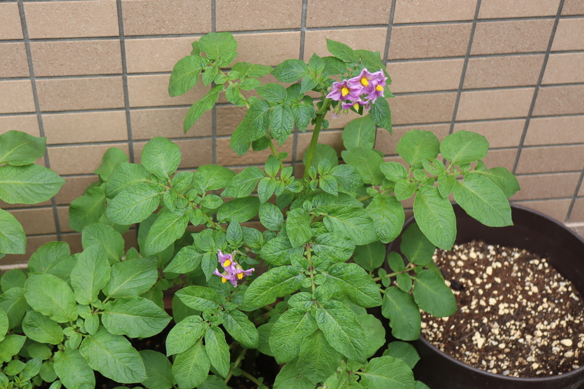 f:id:tomato_1:20210512035602j:plain