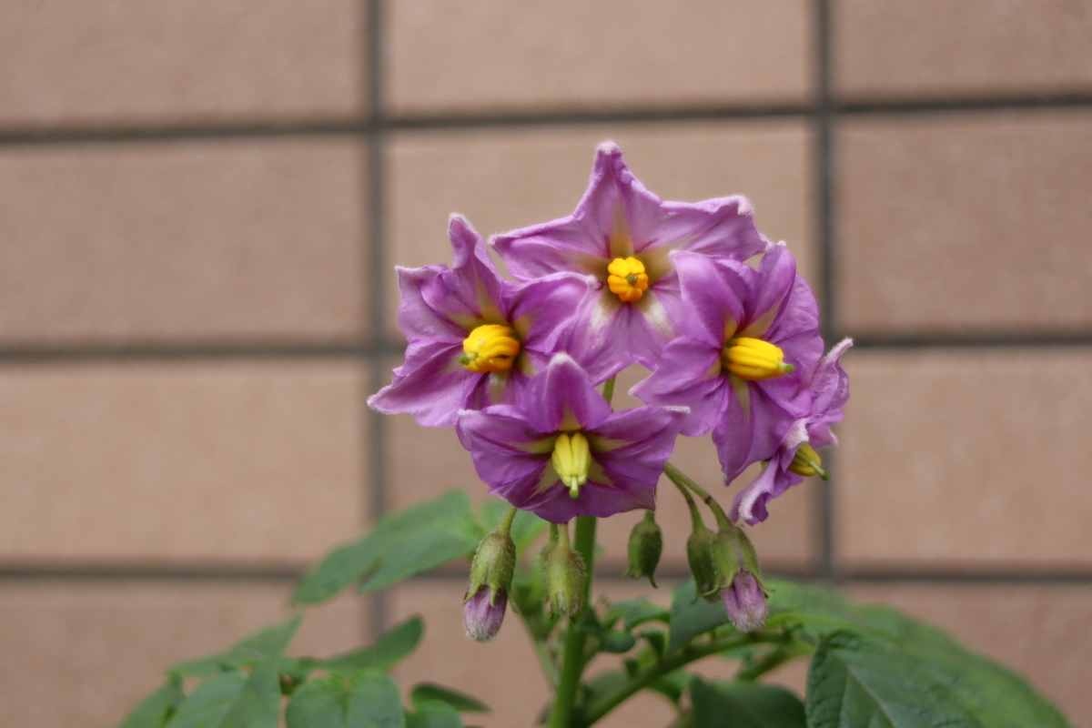 f:id:tomato_1:20210512035617j:plain