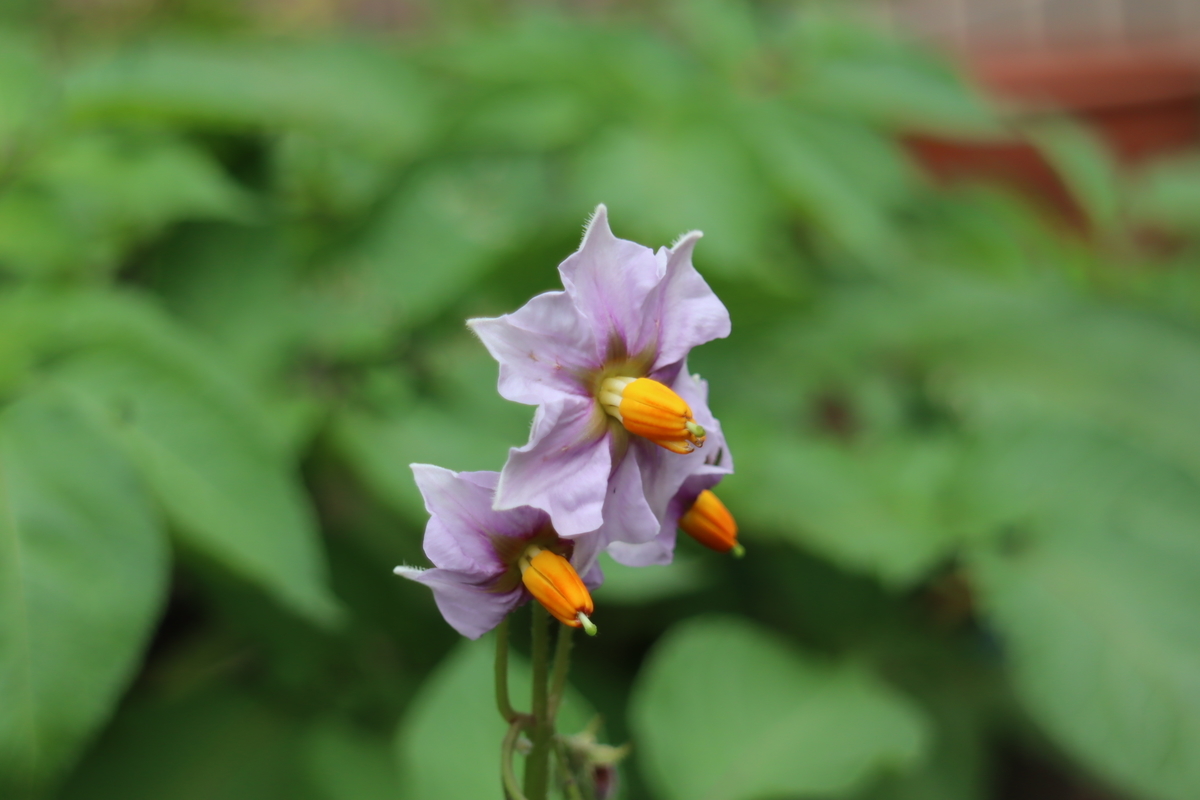 f:id:tomato_1:20210512035651j:plain