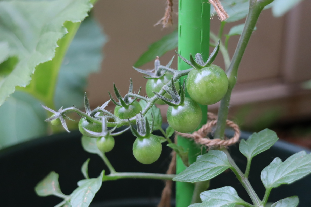 f:id:tomato_1:20210514034340j:plain