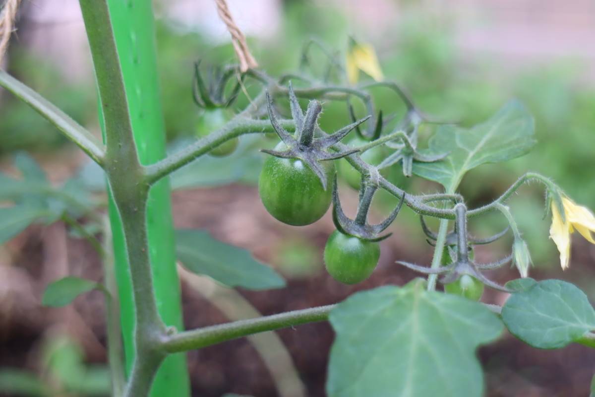 f:id:tomato_1:20210514034812j:plain