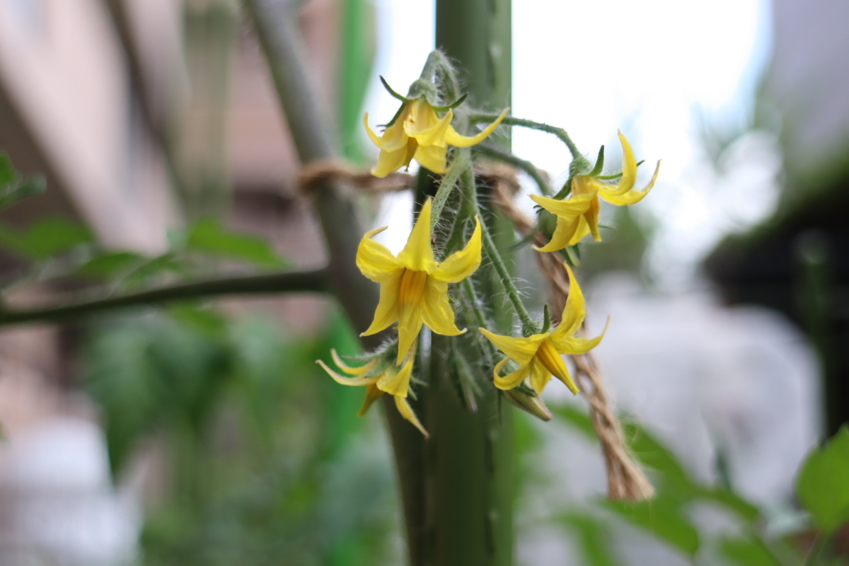 f:id:tomato_1:20210514035032j:plain