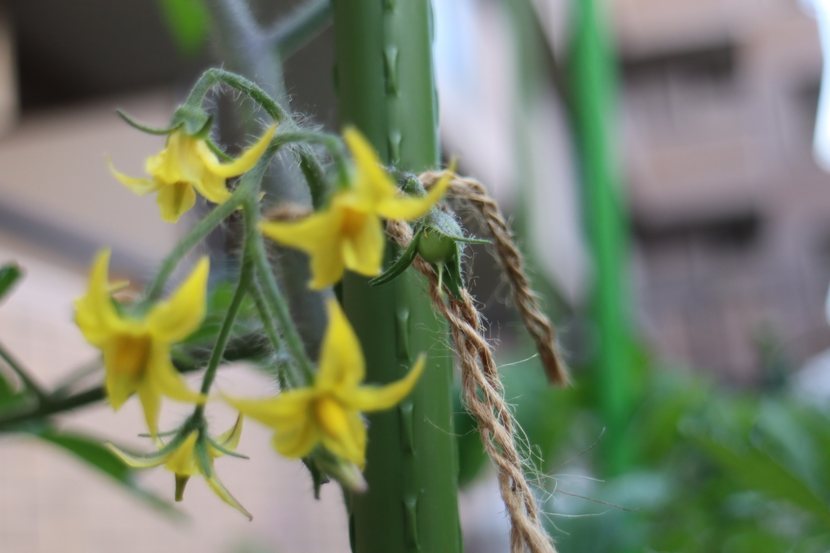 f:id:tomato_1:20210514035056j:plain