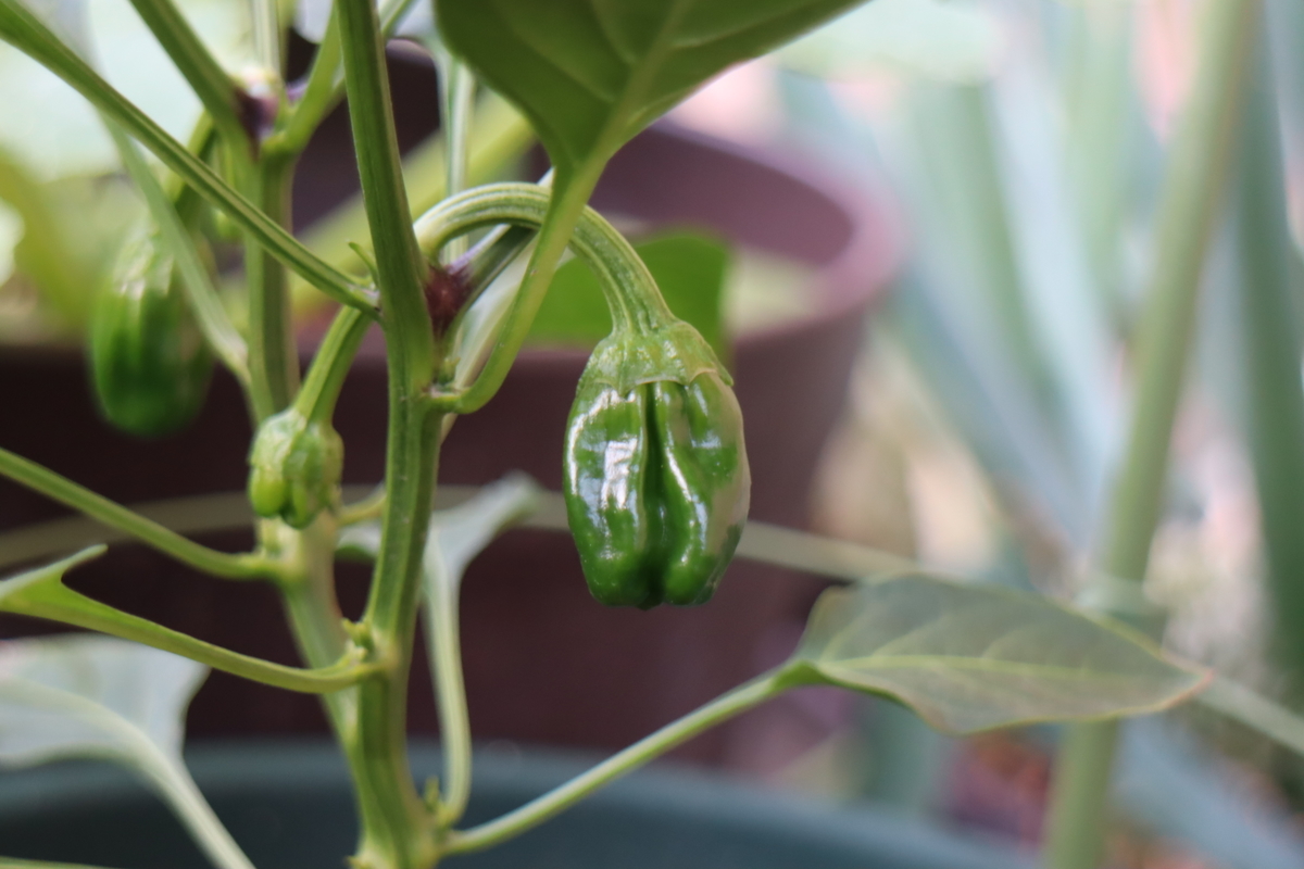 f:id:tomato_1:20210514035423j:plain