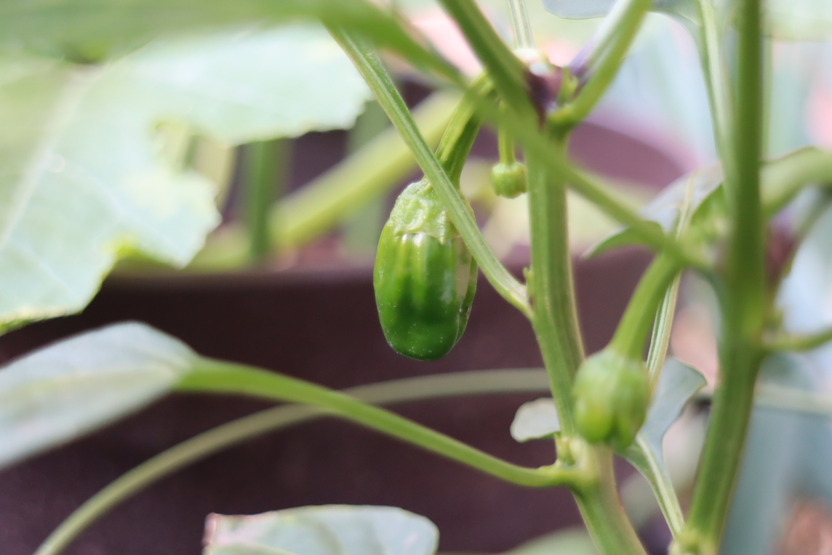f:id:tomato_1:20210514035435j:plain