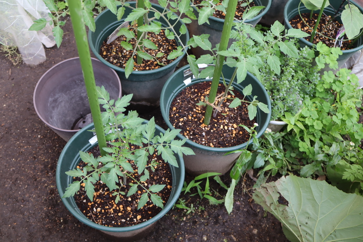 f:id:tomato_1:20210514035507j:plain