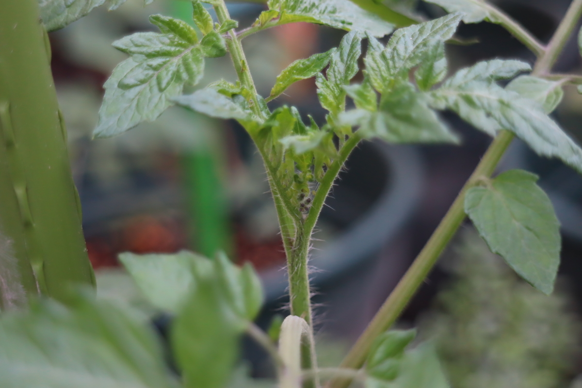 f:id:tomato_1:20210514035521j:plain