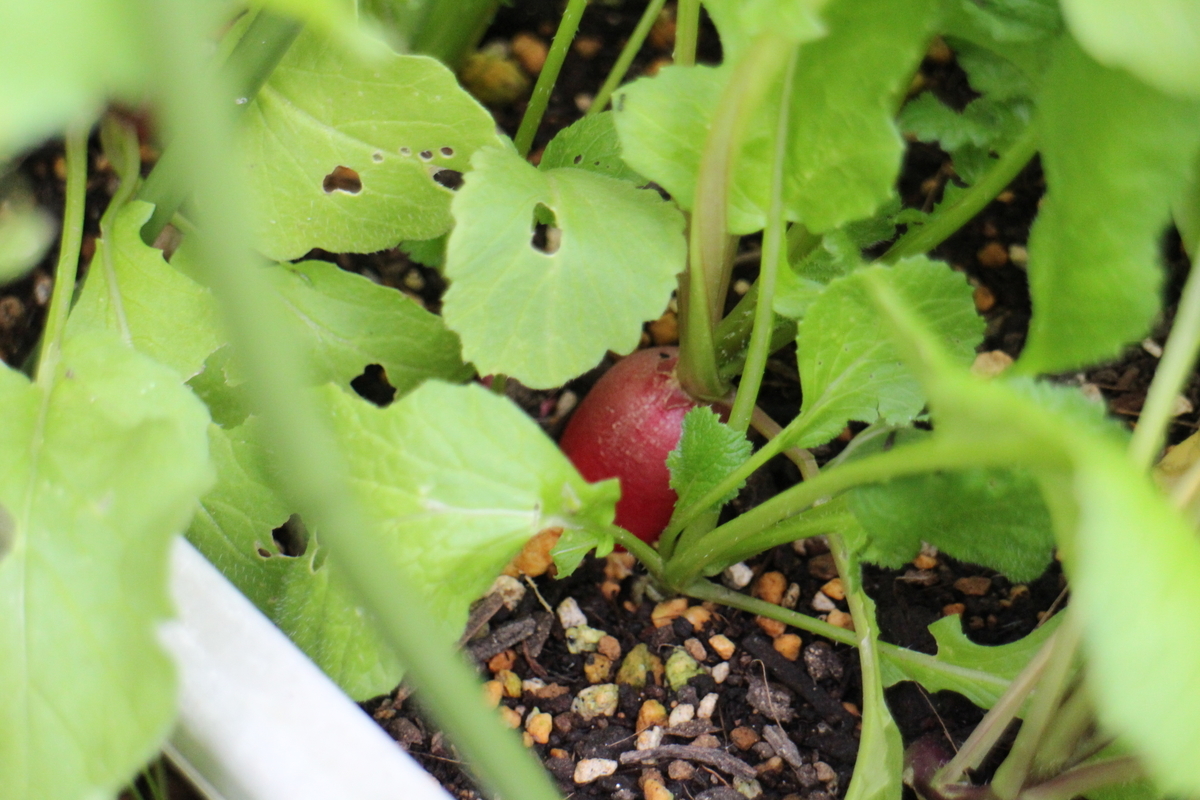 f:id:tomato_1:20210515042059j:plain