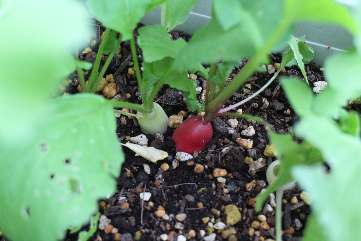 f:id:tomato_1:20210515042213j:plain