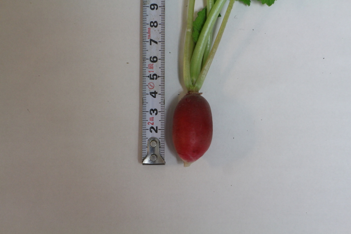 f:id:tomato_1:20210515042953j:plain