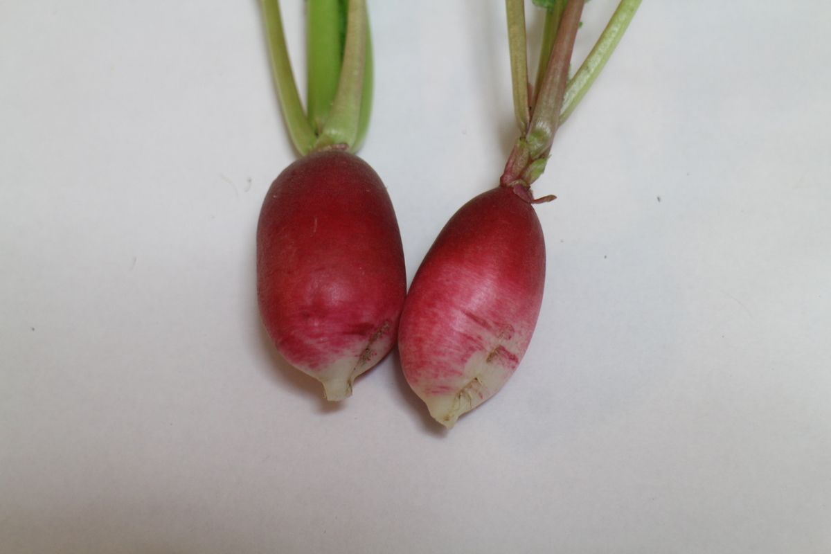 f:id:tomato_1:20210515043028j:plain