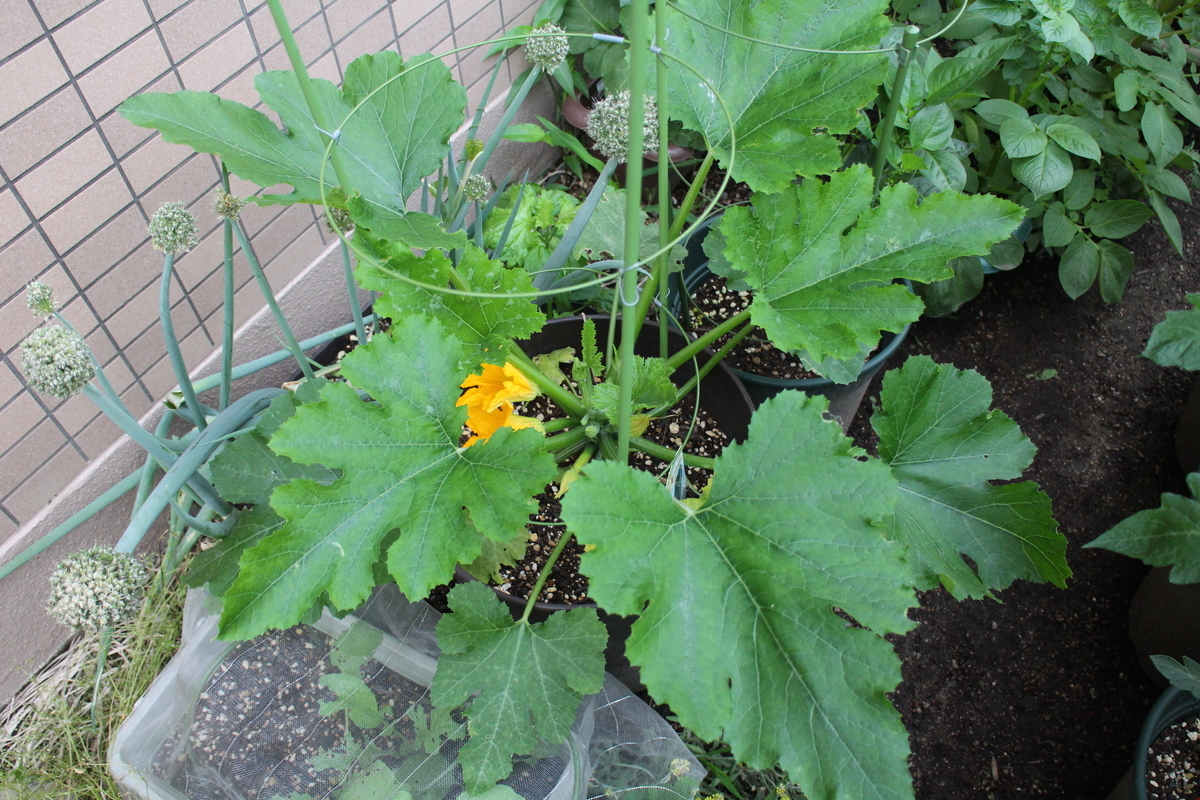 f:id:tomato_1:20210527034629j:plain