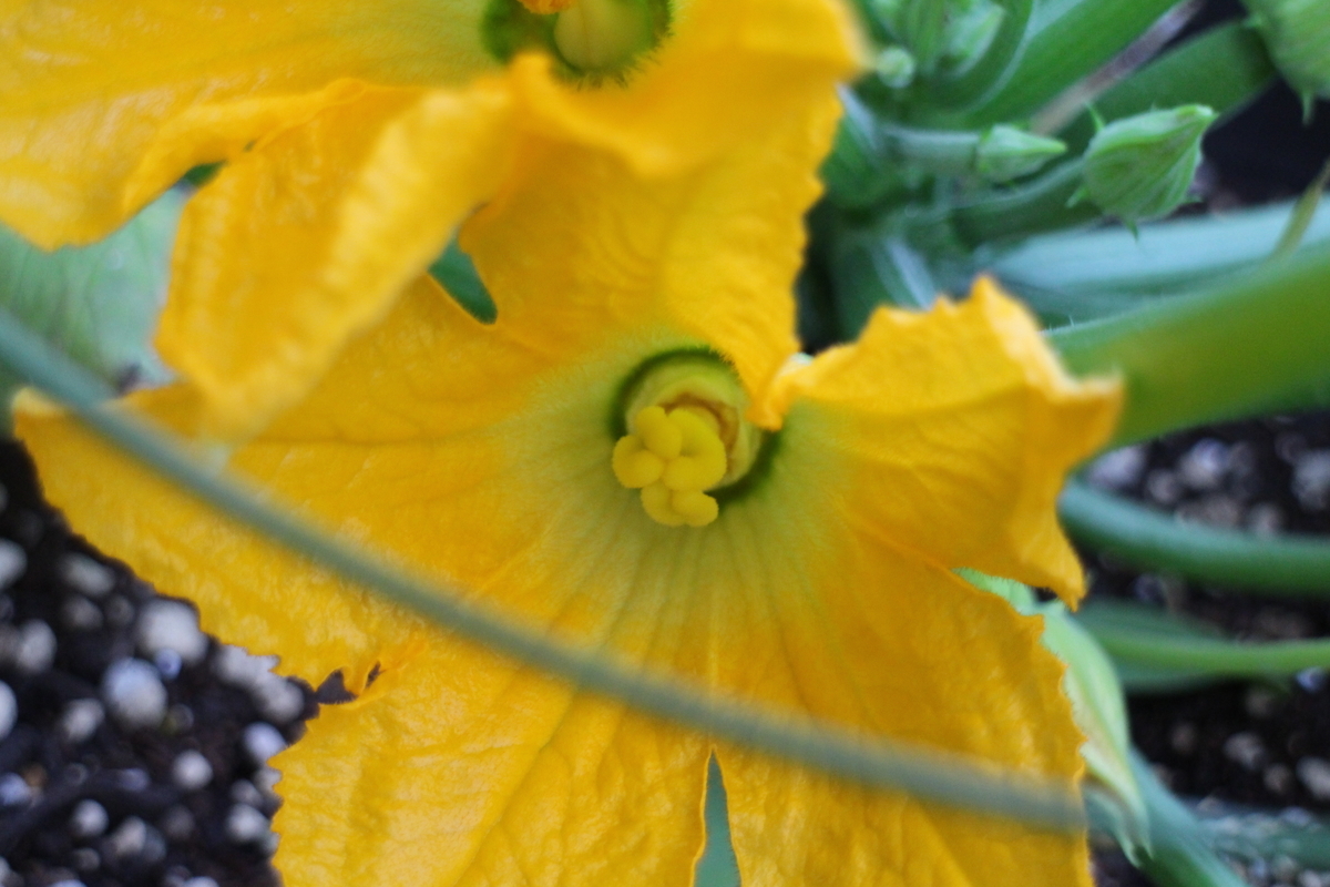 f:id:tomato_1:20210527034902j:plain