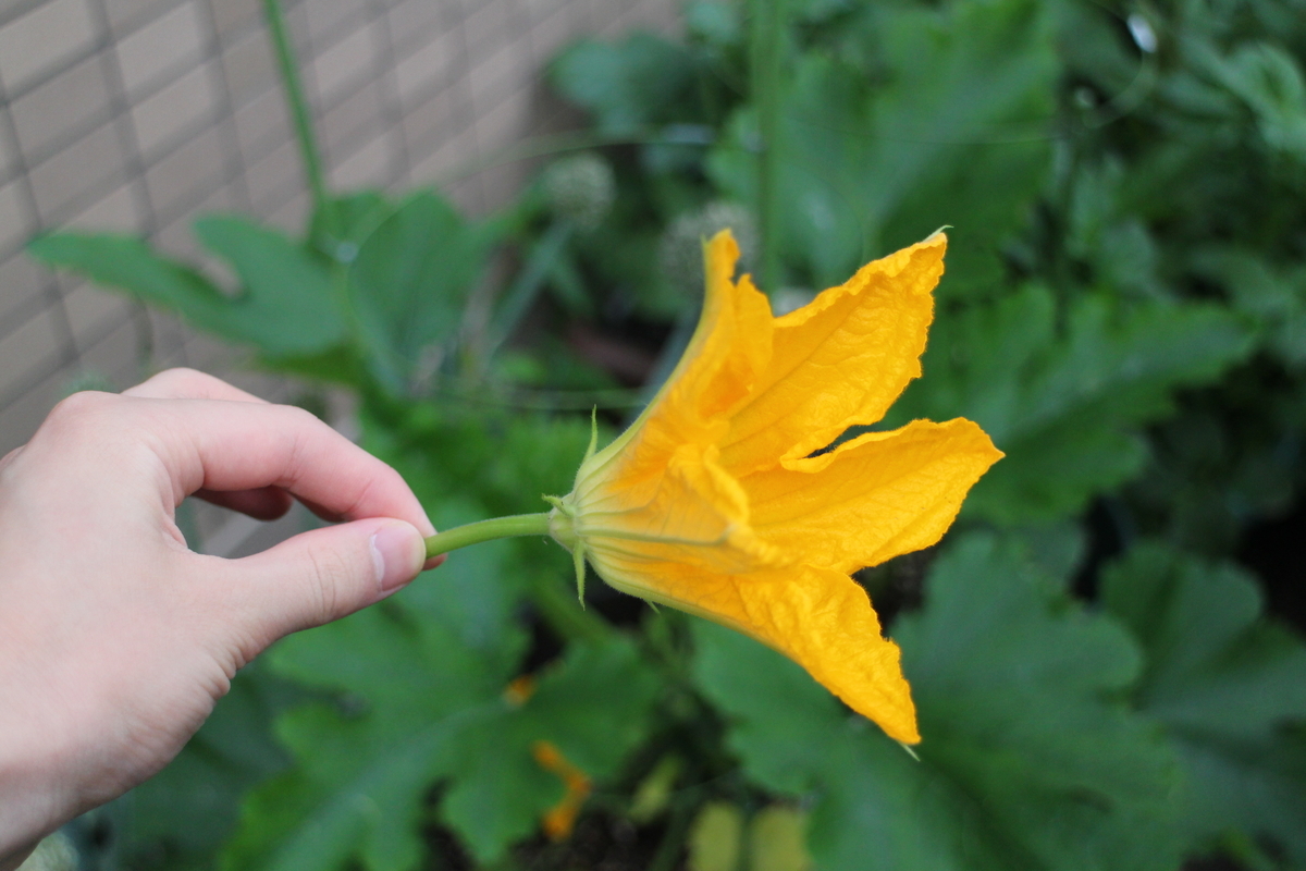 f:id:tomato_1:20210527035008j:plain