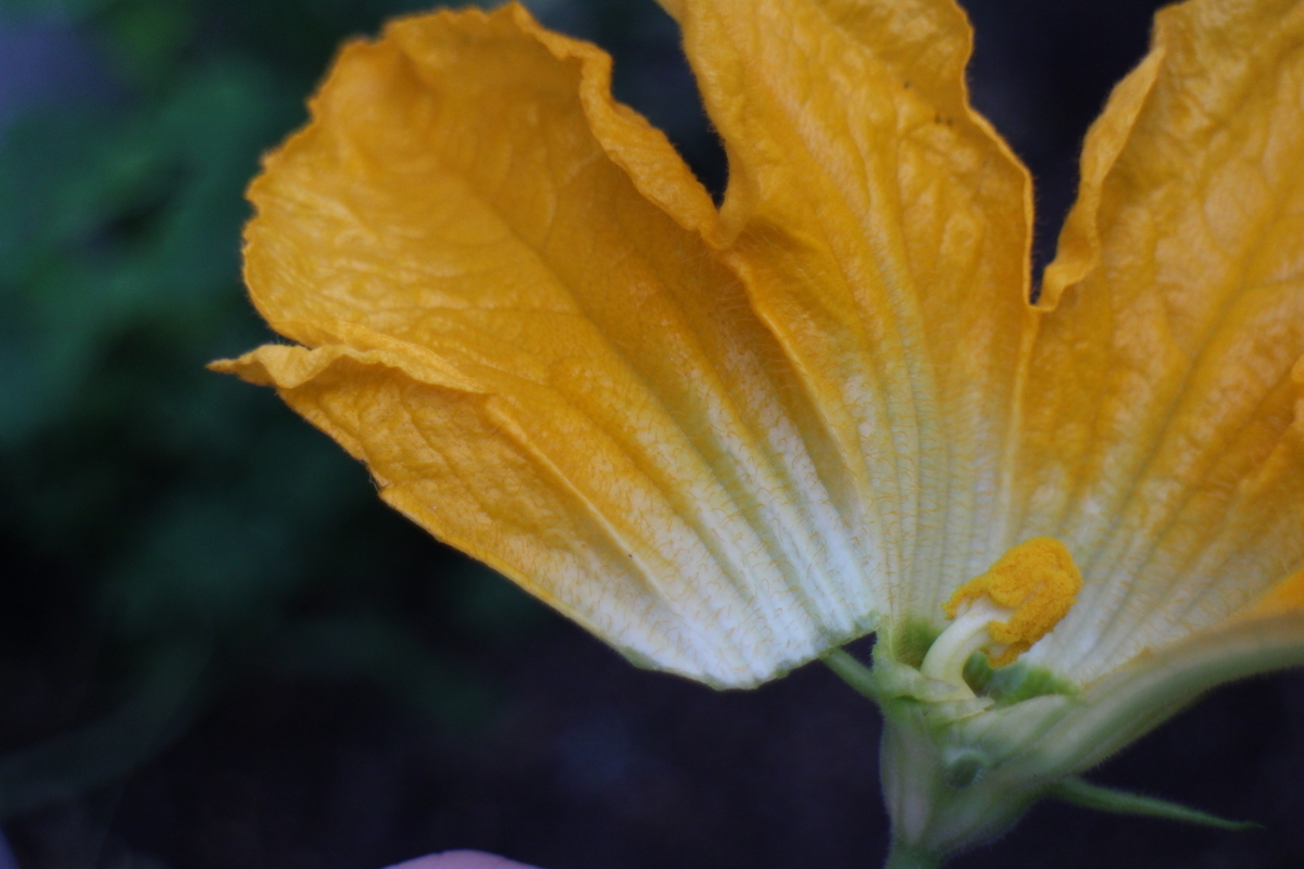 f:id:tomato_1:20210527035103j:plain