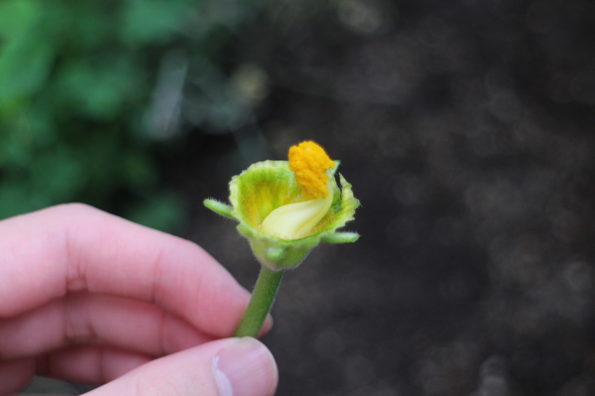 f:id:tomato_1:20210527035114j:plain