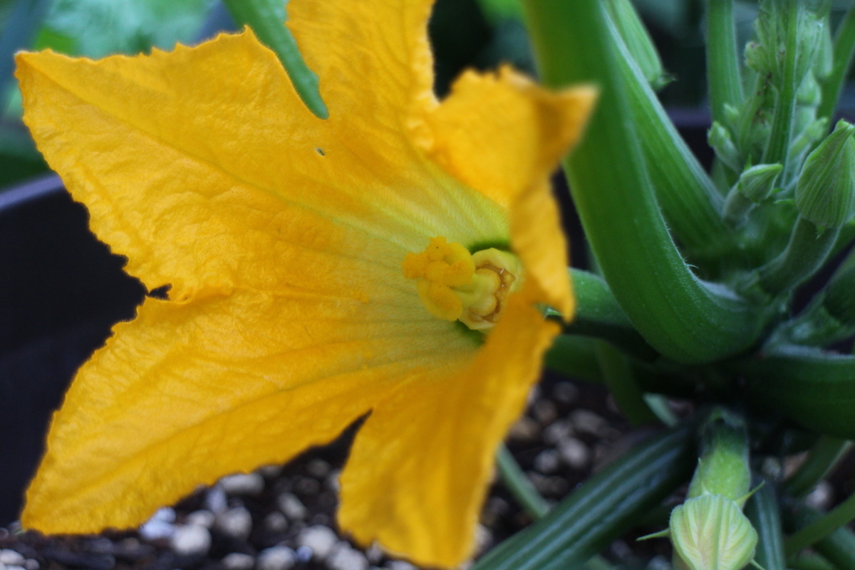 f:id:tomato_1:20210527035140j:plain