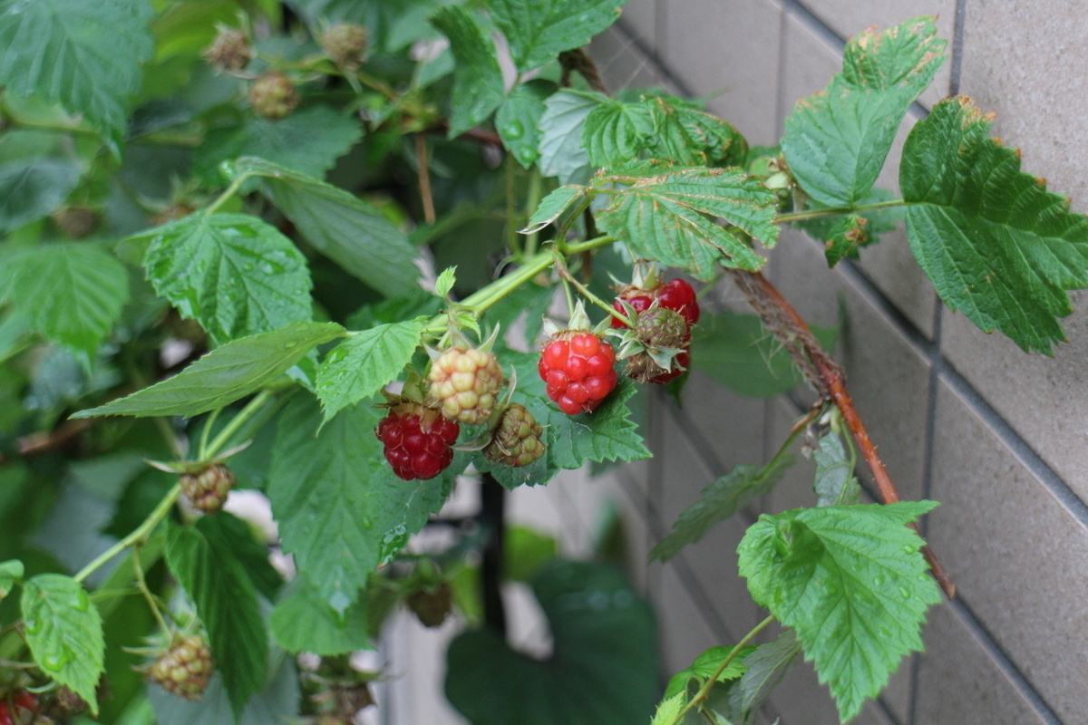 f:id:tomato_1:20210528034901j:plain