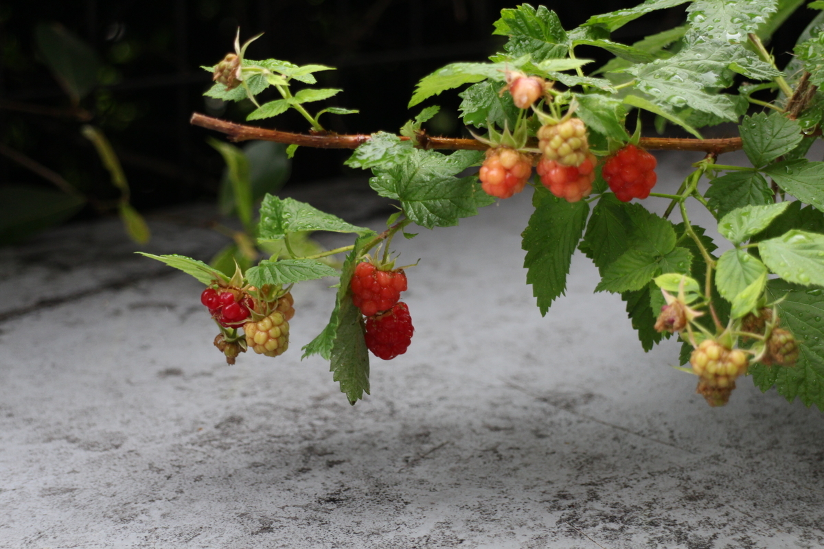 f:id:tomato_1:20210528034920j:plain