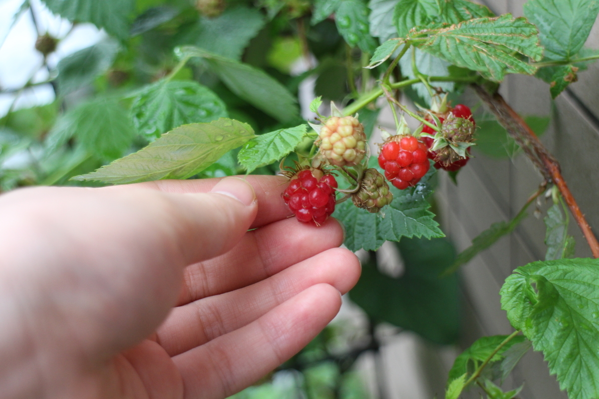 f:id:tomato_1:20210528034930j:plain